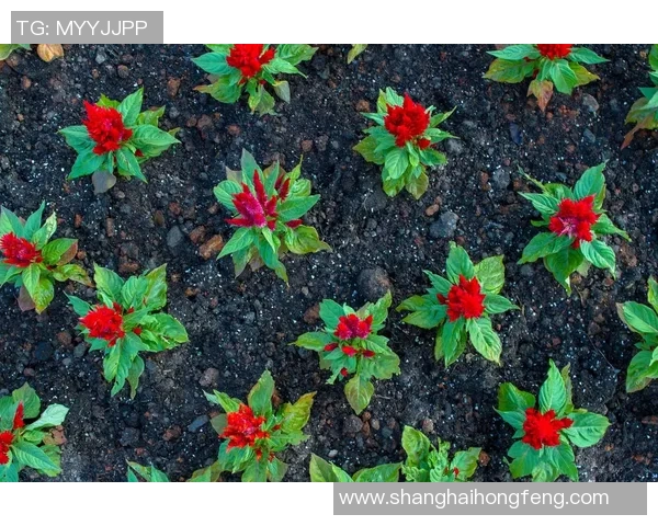 专访吴芳：探寻排球背后的成功秘诀与奋斗历程